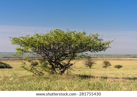 Wild apple tree (Malus domestica) in savannah-like landscape of Yamskaya Steppe, protected area in Belgorod region, southern Russia