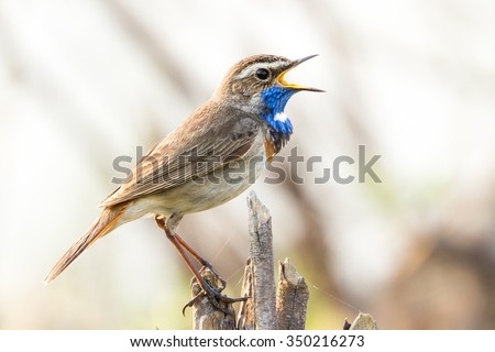 Bluethroat bird male sings his song on a bush branch in river bog, Divnogorie, Voronezh region, southern Russia