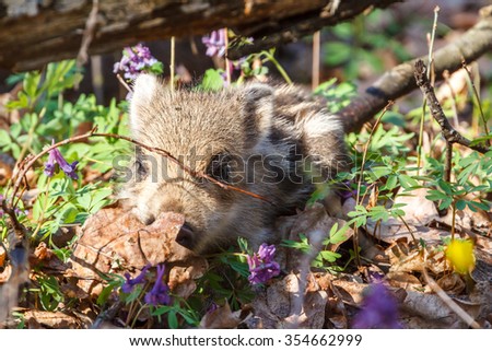 One week old young wild boar (Sus scrofa) baby hiding under tree trunk in oak forest, Belogorie nature reserve, southern Russia