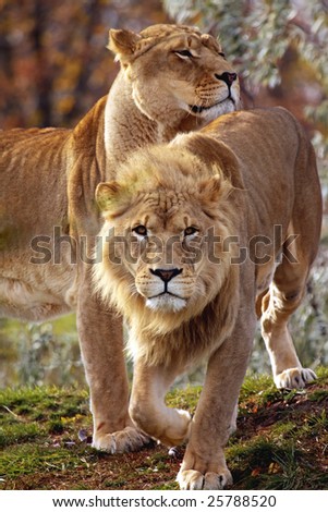 A pair of lions posing