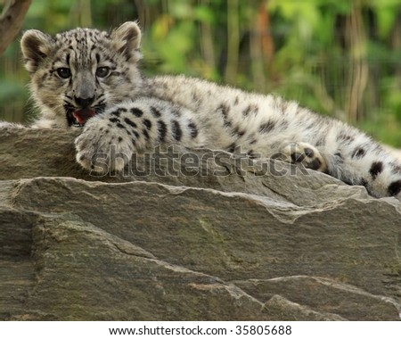 snow leopard cub in snow. 3-month old snow leopard (