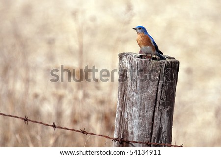 An Eastern Bluebird (sialia sialis) perched on a rural fence post.