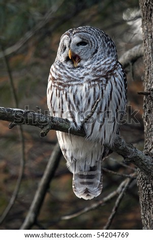 A barred owl (strix varia) yawning, perched on a tree branch.