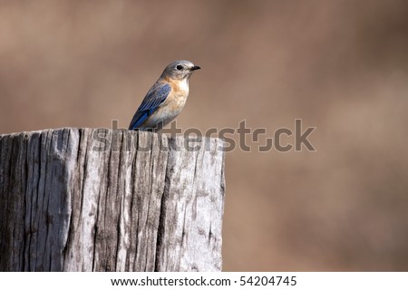 An Eastern Bluebird (sialia sialis) perched on a rural fence post.