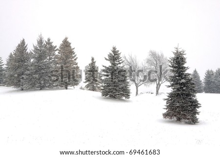Evergreen trees during a snowstorm in winter.