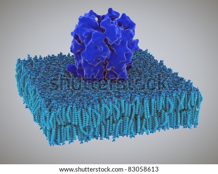 Receptors in the lipid layer of cell membrane