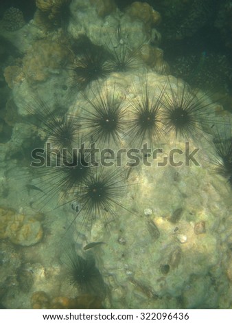 Sea Urchins, Small Spiny Globular Animals, on Coral Reef under the Sea