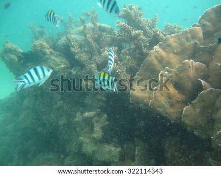 Fish swimming near coral reef under the sea