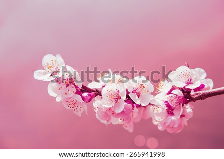 Cherry Blossom with Soft focus and color filter, Sakura season Background.