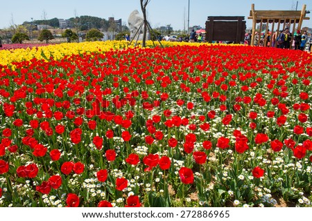 ANSAN,KOREA - APRIL 25 : Daebudo Tulips Festival is the largest tulips festival in Korea.Tourists taking photos of the beautiful scenery around Daebudo,Korea on April 25,2015.