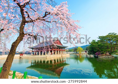Gyeongbokgung Palace with cherry blossom in spring,Korea
