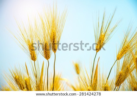 Barley Field,Malt