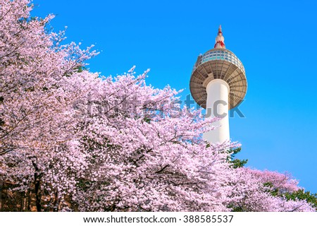 Seoul tower and pink cherry Blossom, Sakura season in spring,Seoul in South Korea.
