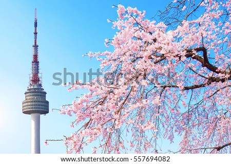 Seoul tower and pink cherry Blossom, Sakura season in spring,Seoul in South Korea.