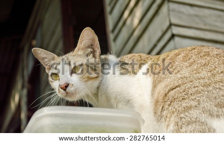 stray cat in bangkok thailand