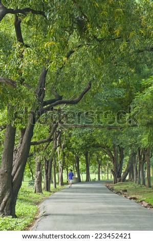 Pedestrian walkway for exercise lined up with beautiful tall trees