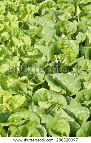 Watering a field of Cos Lettuce, Romaine Lettuce.