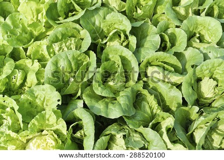 Growth of Cos Lettuce, Romaine Lettuce.