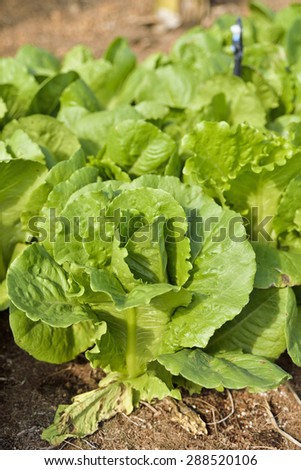 Growth of Cos Lettuce, Romaine Lettuce.