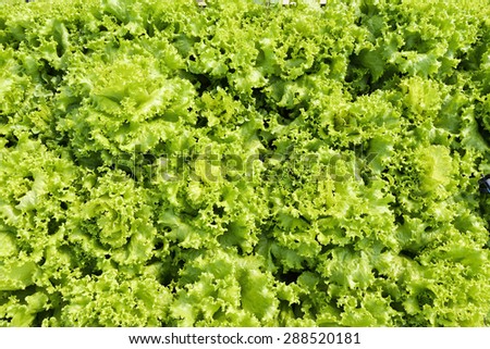 Green leaves lettuce, Fresh garden salad.