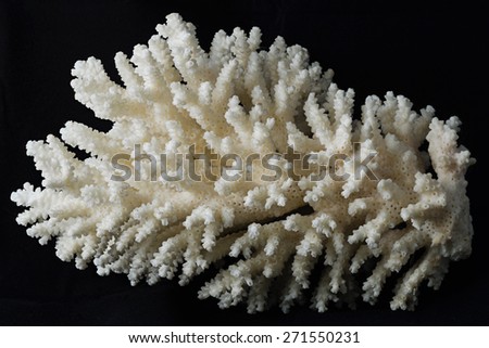 macro white coral on black isolated