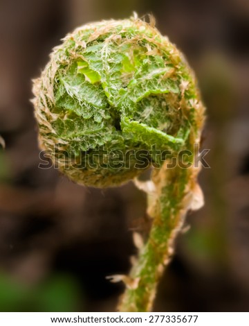 young curly leaf of fern growing through the fallen leaves macro with shallow dof and soft edges