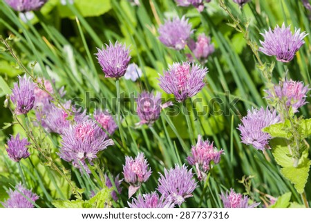 purple chives blooming in the herb bed macro, selective focus, shallow dof