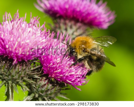 bee on scotch thistle flower macro, selective focus, shallow DOF