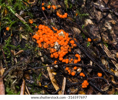Myxomycota, slime mold fungus, Trichia decipiens macro, selective focus