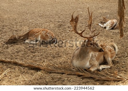 Three deer, male and females resting on sandy soil