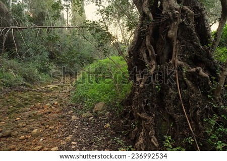 Ancient carob tree besides a dried river bed. Rocks and vegetation during a drought