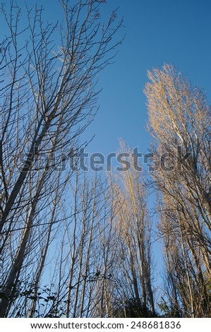 Winter leave less trees without leaves and blue sky. Nature European background