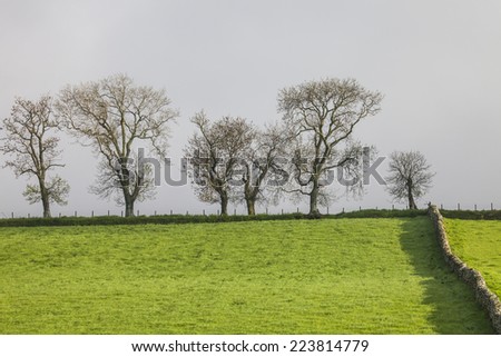 Spring, green field of grass in North of Scotland
