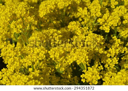 Goldentuft Alyssum  flowers. Gold flower blossoms - Aurinia Saxatilis