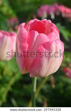 Pink tulip on green  background. Blooming spring flower  tulip