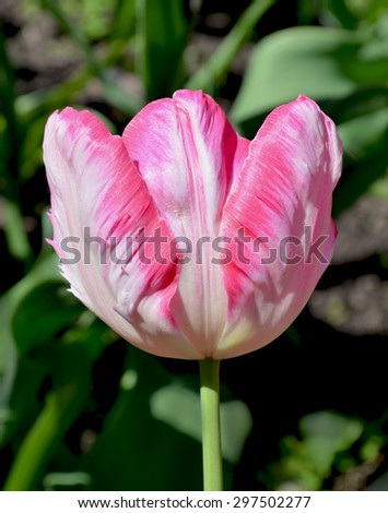 White and pink tulip. Fresh pink tulip  on green  background.