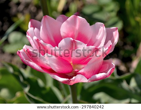 Close-up of single pink and white  tulip in a spring garden. Pink double tulip