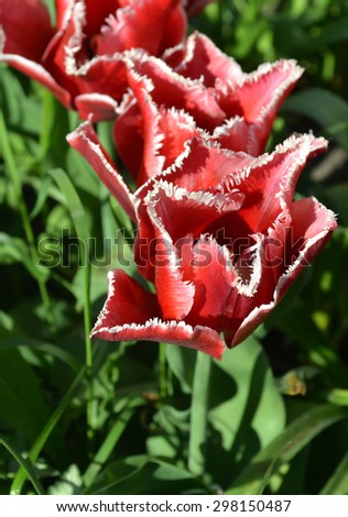 Red fringed tulip in the garden. Blooming spring flower tulip