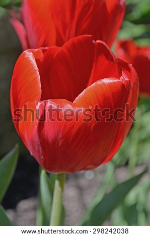 Red  tulip on green background. Blooming spring flower tulip