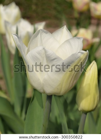 Fresh white tulip. Beautiful white tulip flower in garden with blurred background.