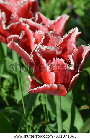 Red fringed tulip in the garden. Blooming spring flower tulip