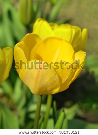 Yellow tulip on green background. Blooming spring flower tulip