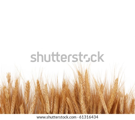 wheat stalk graphic