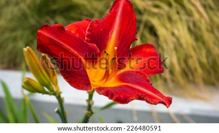 Lilium concolor or Morning Star Lily.