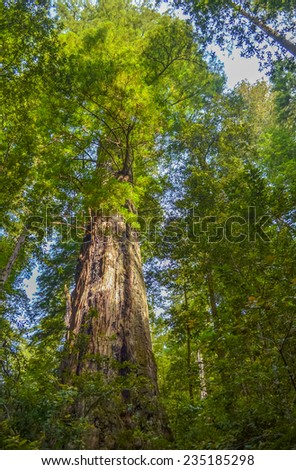 Giant redwood trees, Redwood national park, California.