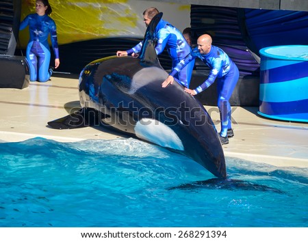 SAN DIEGO, CA/USA - NOVEMBER 23: Killer whales show in Sea World, San Diego, CA on Nov 23, 2012. Sea World is an animal theme park, oceanarium, and marine mammal park located in San Diego, CA.