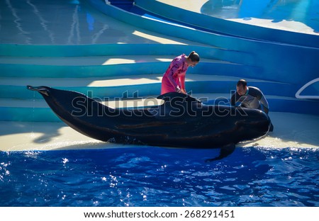 SAN DIEGO, CA/USA - NOVEMBER 23: Blue Horizons or Dolphins show in Sea World, San Diego, CA on Nov 23, 2012. This show features Bottlenose dolphins and various birds of flight.