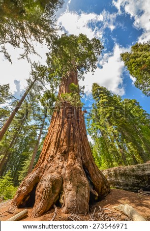 Giant Redwood trees in Sequoia and Kings canyon national park, California.