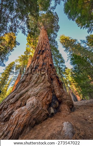 Giant Redwood trees in Sequoia and Kings canyon national park, California.