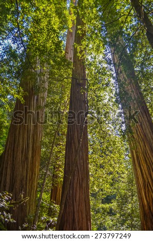 Giant redwood trees in Redwood national park, California.
